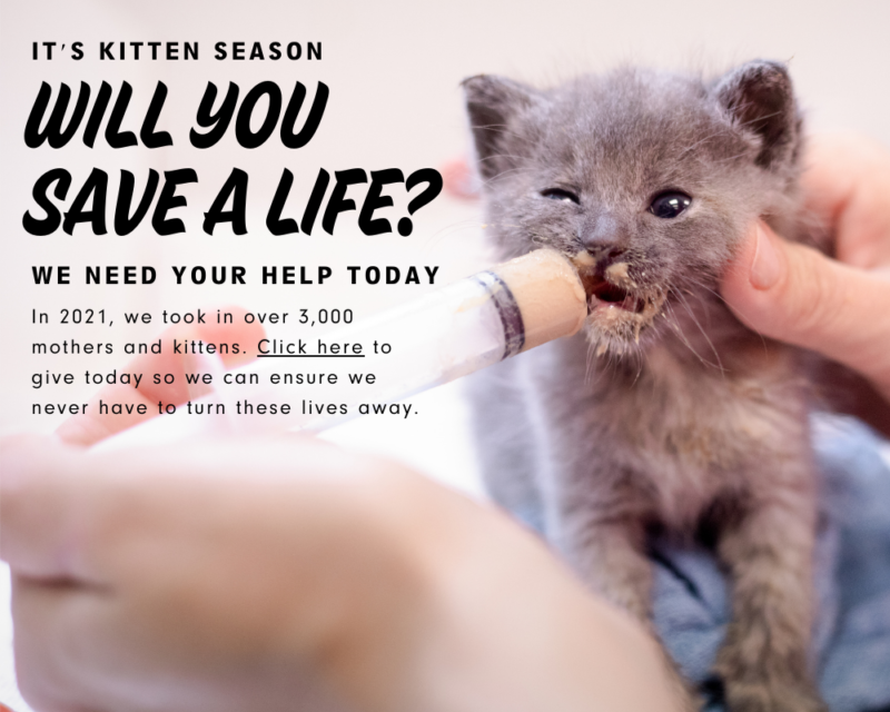 Austin Pets Alive Volunteer With Us