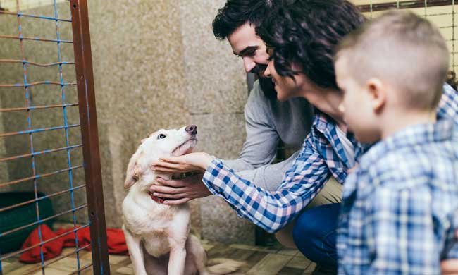 Bergen County Animal Shelter Adoption Guide Find Your Perfect Pet 