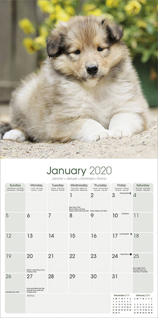 Collie Calendar 2020 Pet Prints Inc 