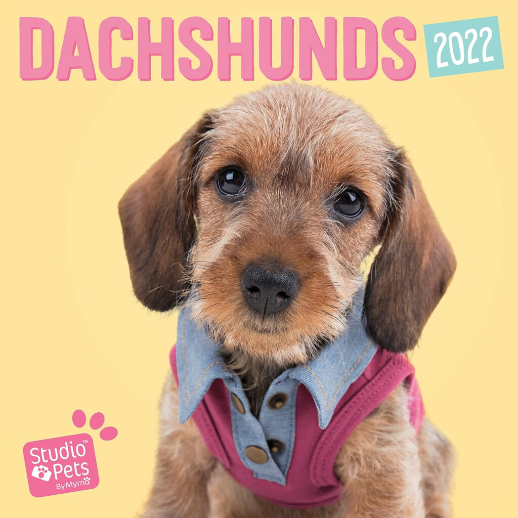 Dachshunds Studio Pets 2022 Wall Calendar Myrna Huijing 9781549223198 