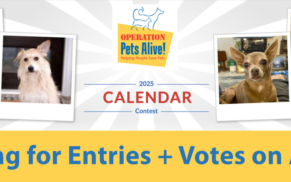 Dog Calendar Contest In Support Of Operation Pets Alive Operation 