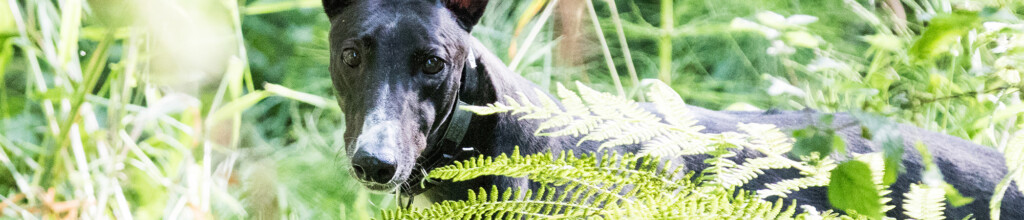 Event Calendar Greyhound Pets Inc 