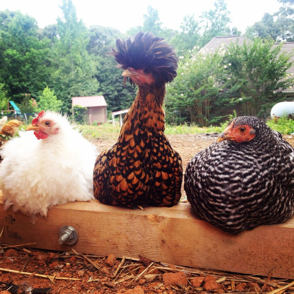 Fancy Chickens Urban Chickens Chickens And Roosters Pet Chickens 