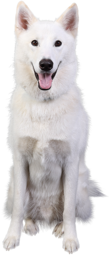 Fort Bend Pets Alive Classic Chevrolet Sugar Land Present Our 