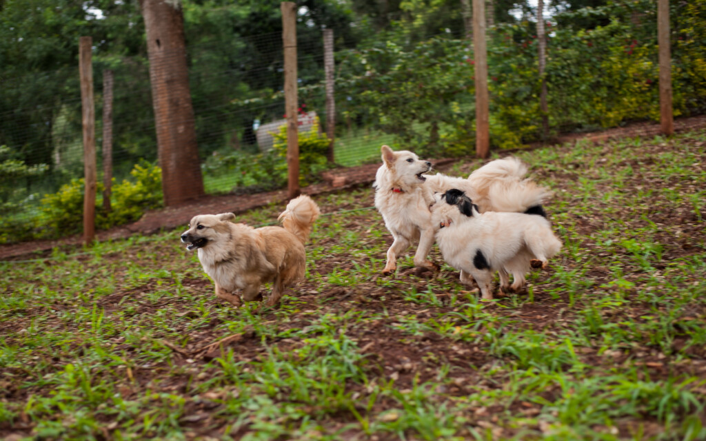 Gallery Pets Paradise Kenya