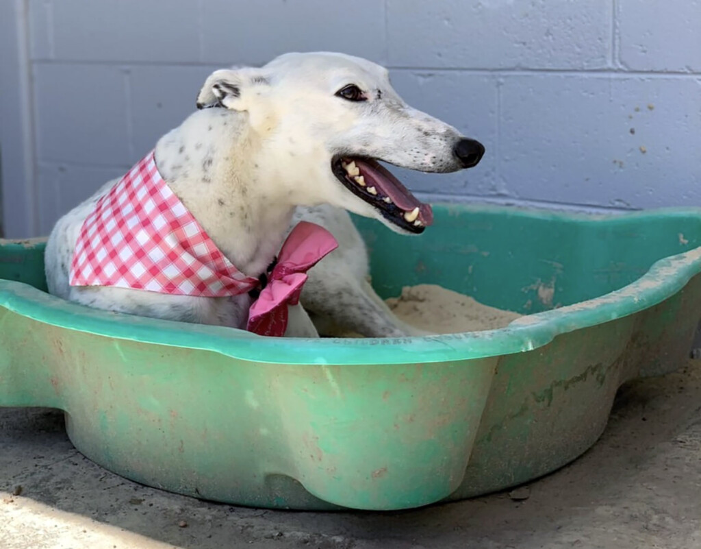 Greyhound Pet Adoption Day Wyee January 21 Australian Dog Lover