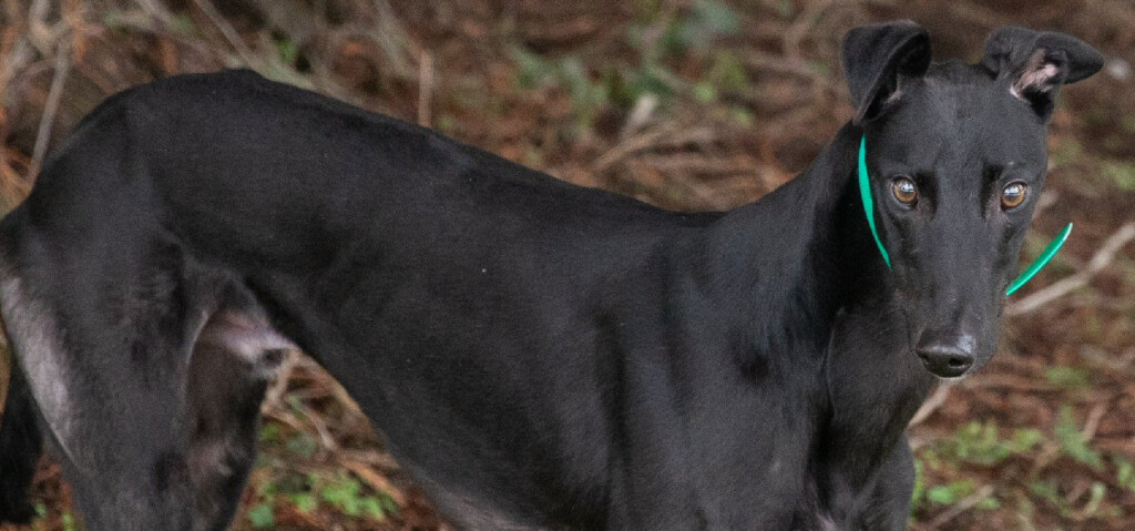 Greyhound Pets Inc Greyhound Adoption In Puget Sound Washington 