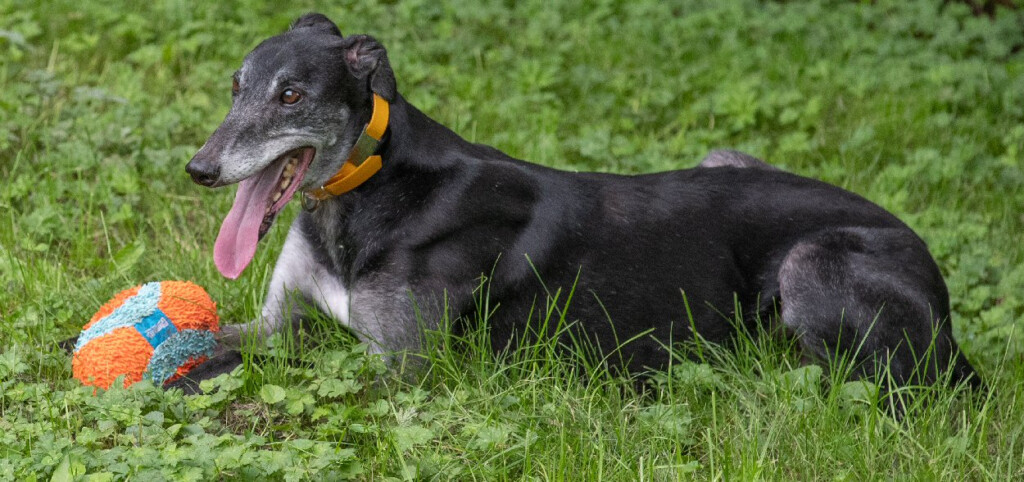 Greyhound Pets Inc Greyhound Adoption In Puget Sound Washington 