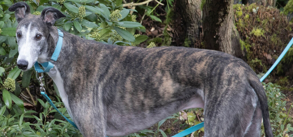 Greyhound Pets Inc Greyhound Adoption In Puget Sound Washington 