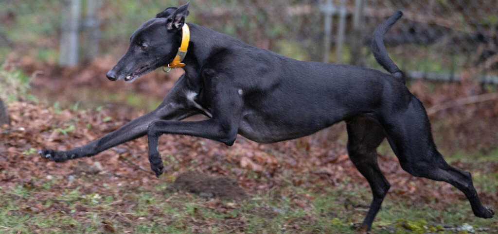 Greyhound Pets Inc Greyhound Adoption In Puget Sound Washington 
