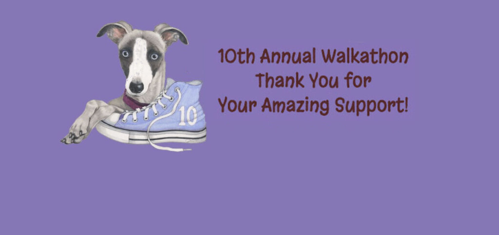 Greyhound Pets Inc Greyhound Adoption In Puget Sound Washington 