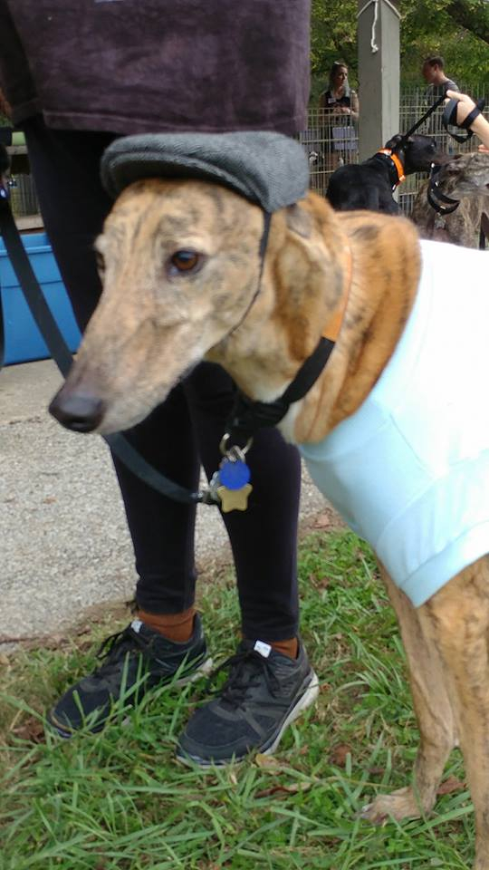 Greyhound Pets Of America West Palm Beach Retail Pet