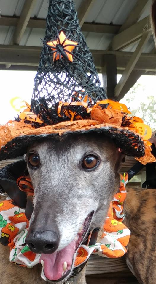 Greyhound Pets Of America West Palm Beach Retail Pet