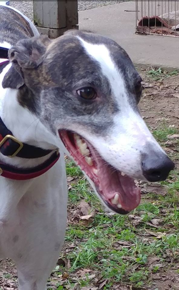 Greyhound Pets Of America West Palm Beach Retail Pet