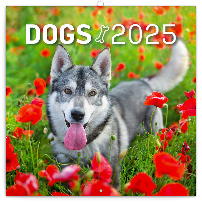Hunting Dog Calendar 2025 Ivy Jane