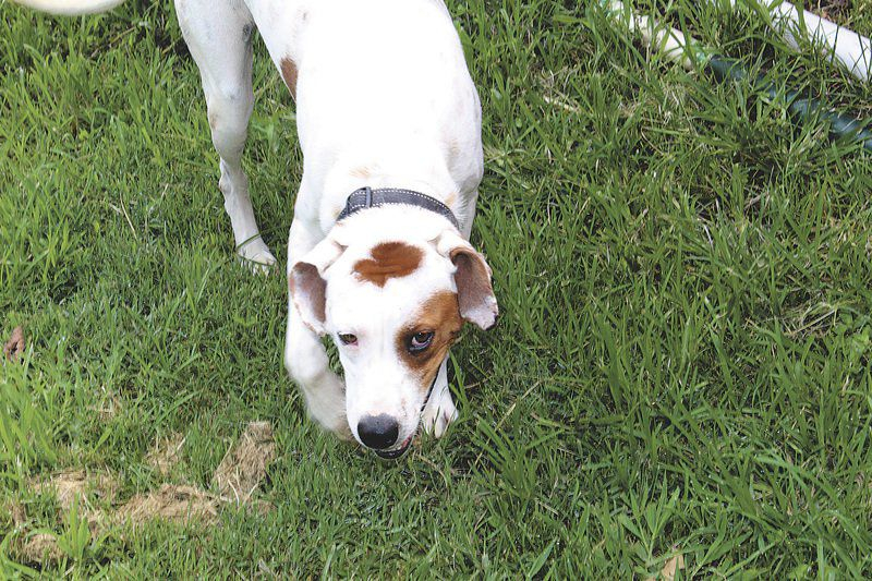 Kevin McClintock Pet Dumping Overload Has Reached Joplin 39 s Golden Paw 