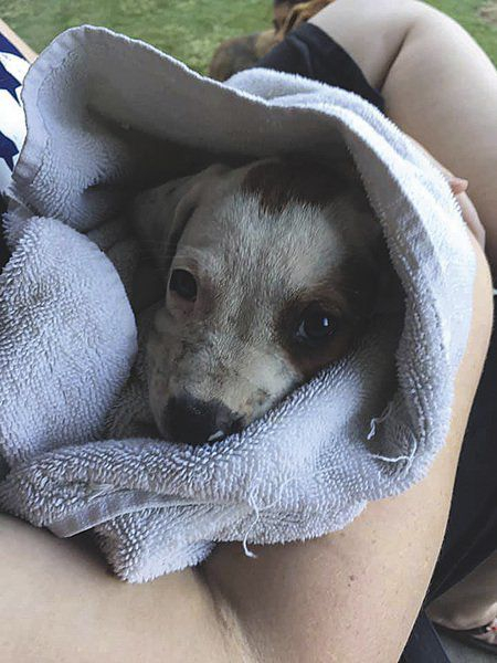 Kevin McClintock Pet Dumping Overload Has Reached Joplin 39 s Golden Paw 