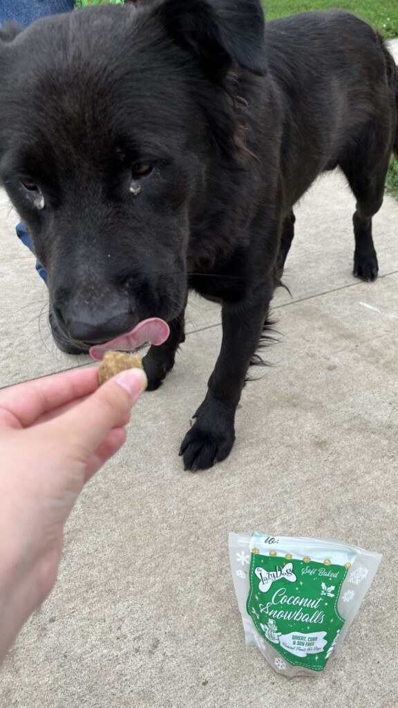 Missouri Shelter Pets Experience Toys And A Soft Place To Rest For 