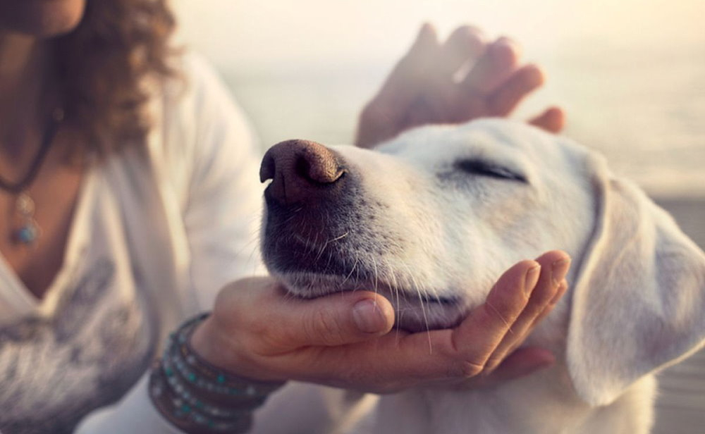 National Holistic Pet Day August 30 2024