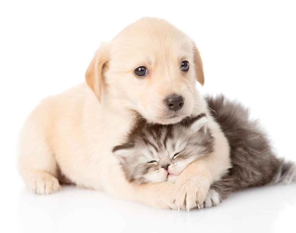 Nationwide VPI Pet Insurance WARNING 