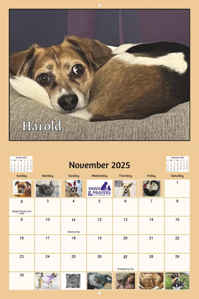 Paws And Prayers Pet Rescue 2025 Calendar Yearbox Calendars