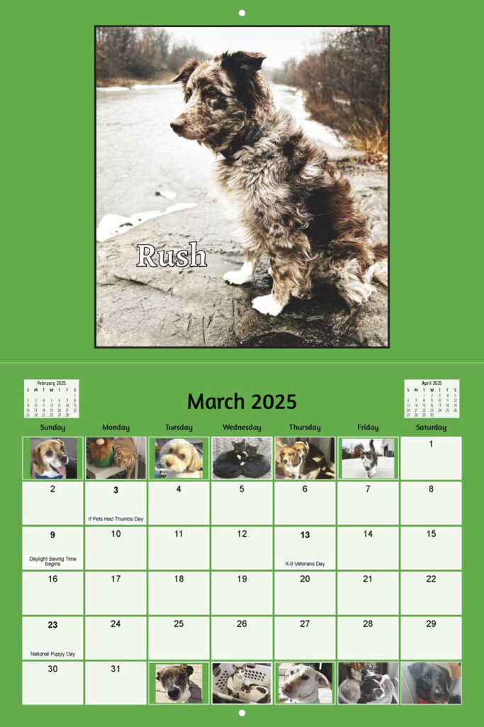 Paws And Prayers Pet Rescue 2025 Calendar Yearbox Calendars