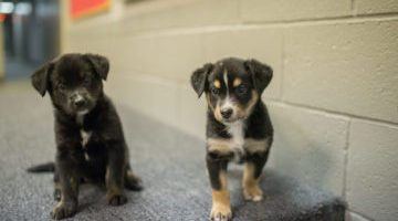 Penguins Paws Charity Pet Calendar Pittsburgh Penguins Foundation