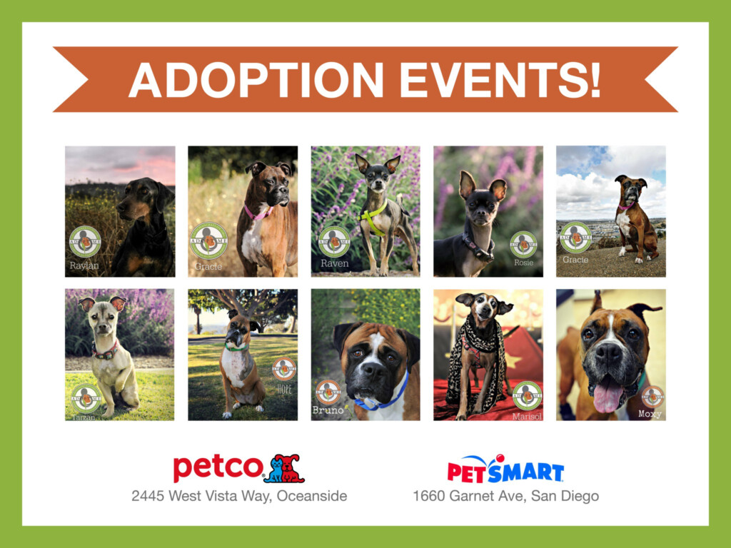 Pet Adoption Events Near Me 2024 Calendar Kalie Lorinda