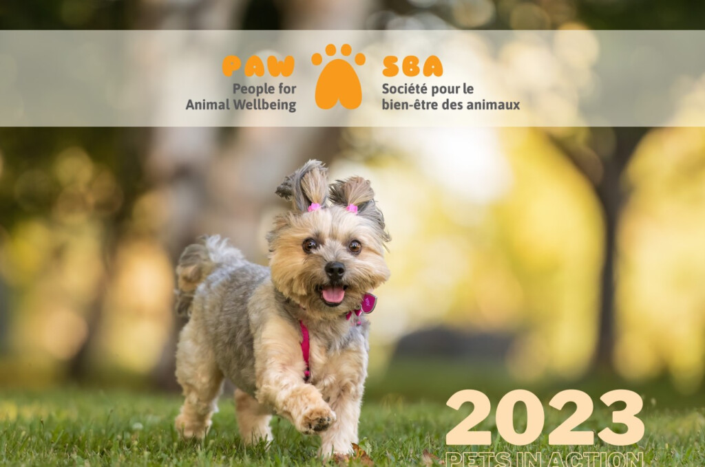 Pet Calendar Contest 2025 Sam Newman