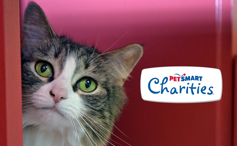 Pet Smart Adoption Event NHSPCA