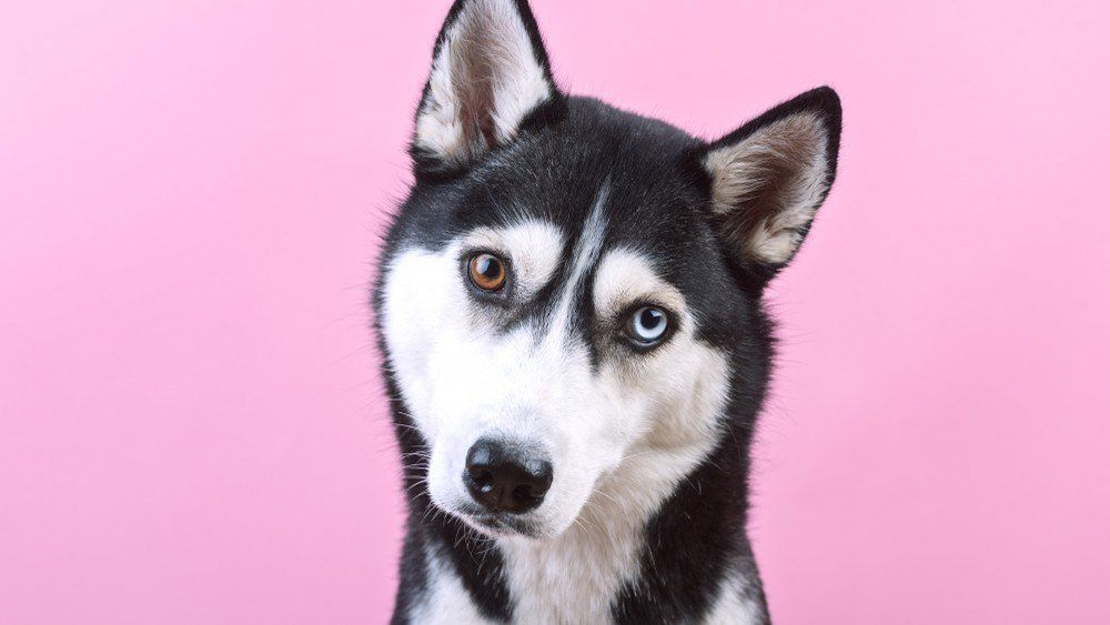 Pet Supermarket Online Auditions Commercial Casting Call Project Casting