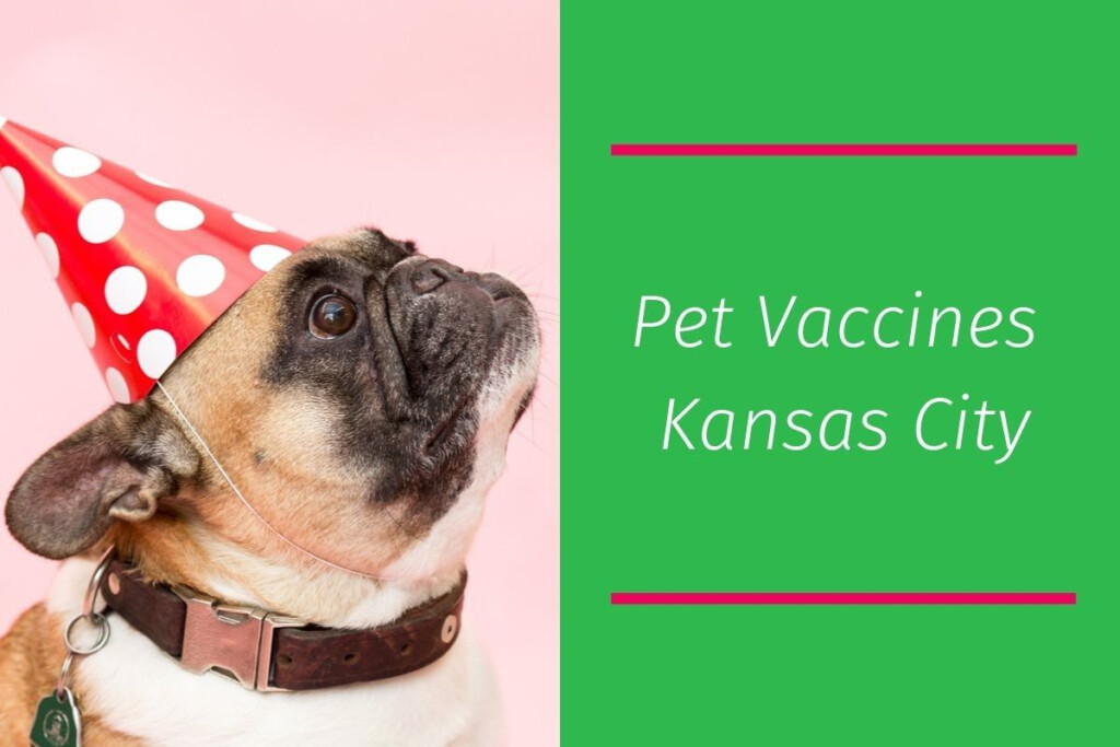 Pet Vaccines Kansas City Blog