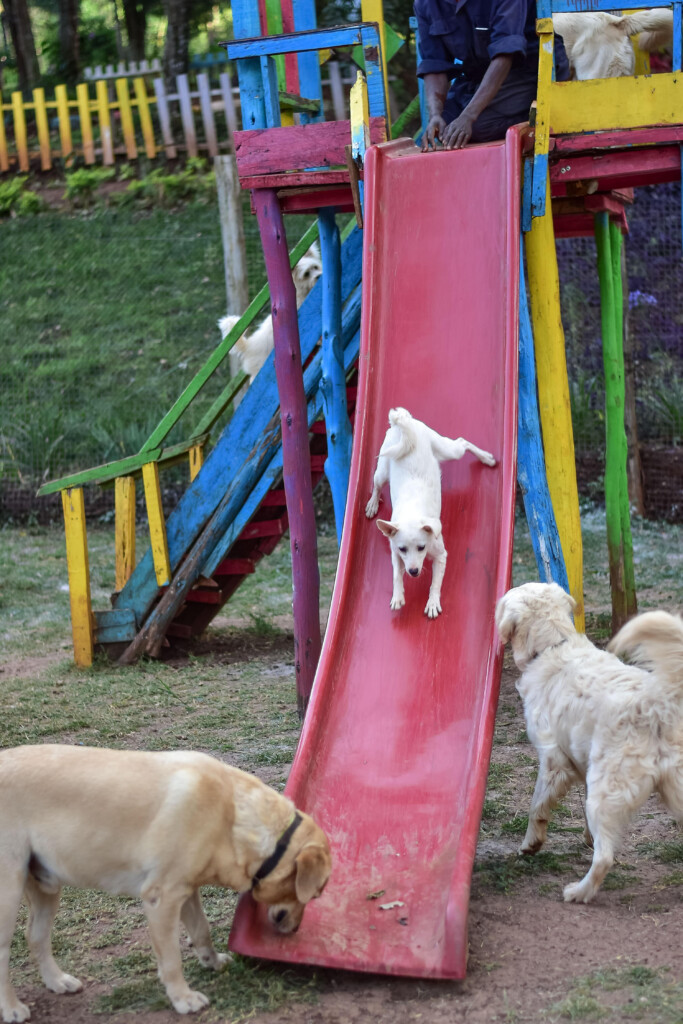 Pets Paradise Kenya