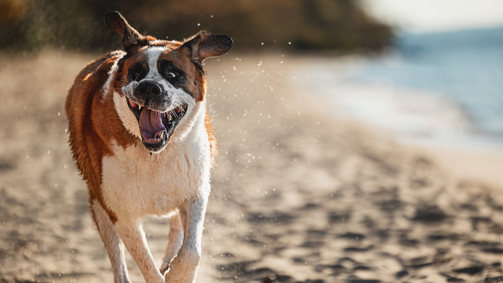 Pets With A Purpose 2025 Pet Calendar Contest