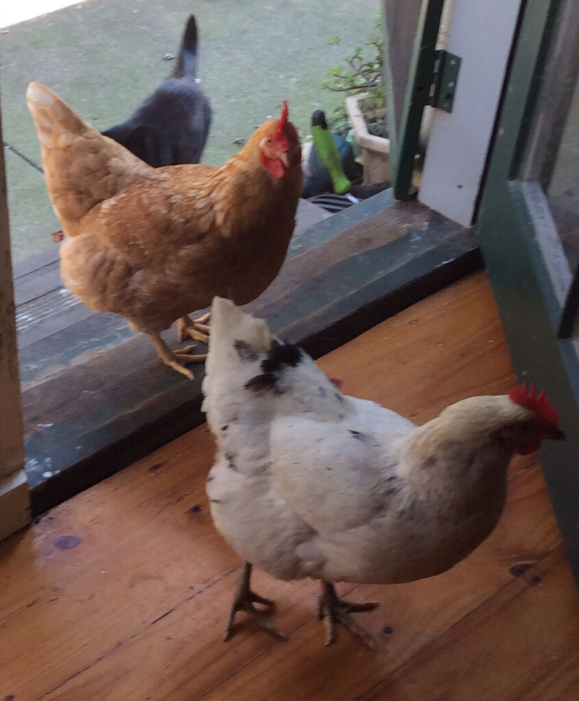 Pin On Chickens