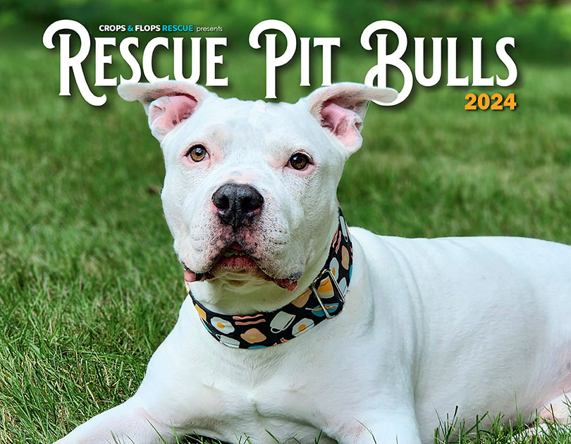 Pit Bull Calendar 2024 Crops And Flops Rescue