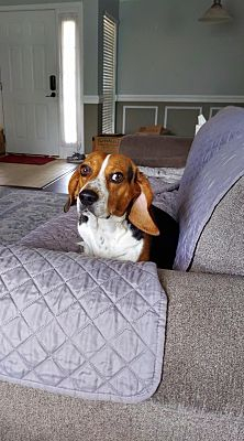 Pooler GA Beagle Meet Kobe A Pet For Adoption AdoptaPet