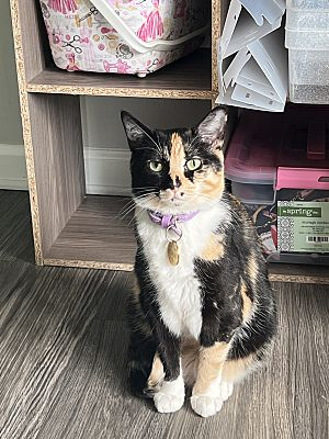 Pooler GA Calico Meet Pegasus Peggy A Pet For Adoption 
