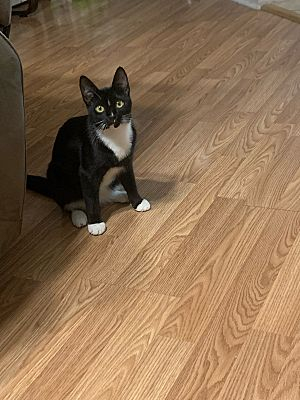 Pooler GA Turkish Angora Meet Layla A Pet For Adoption AdoptaPet