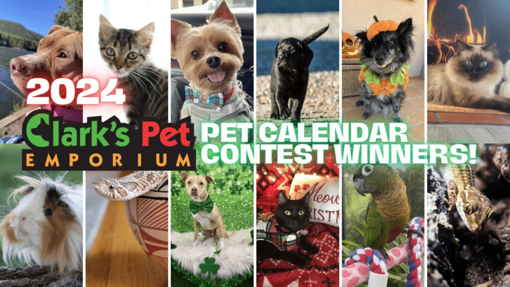 Praise My Pet Calendar 2024 Contest Winner List Wenda Josefina