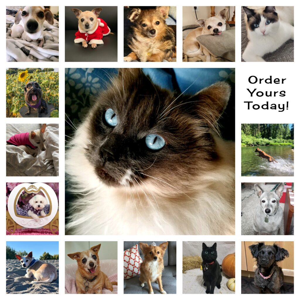 Praise My Pet Calendar 2025 Usa List Of March Calendar 2025 Spanish 