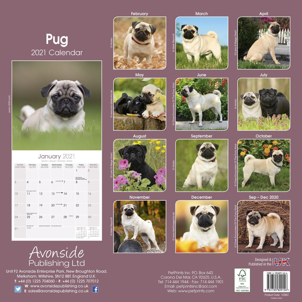 Pug Calendar Dog Breed Calendars Pet Prints Inc