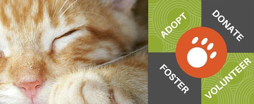 RecognizeGood Austin Pets Alive Volunteer Orientation