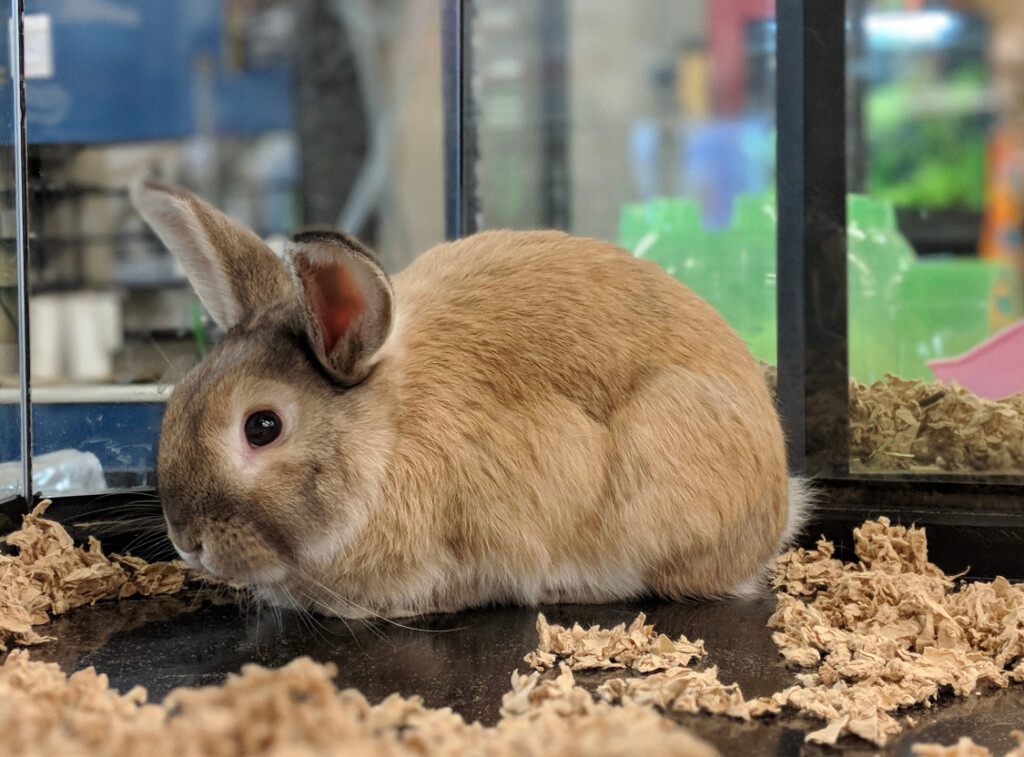 Ruffin 39 s Pet Centre Opening Hours 589 Broadway St Tillsonburg ON