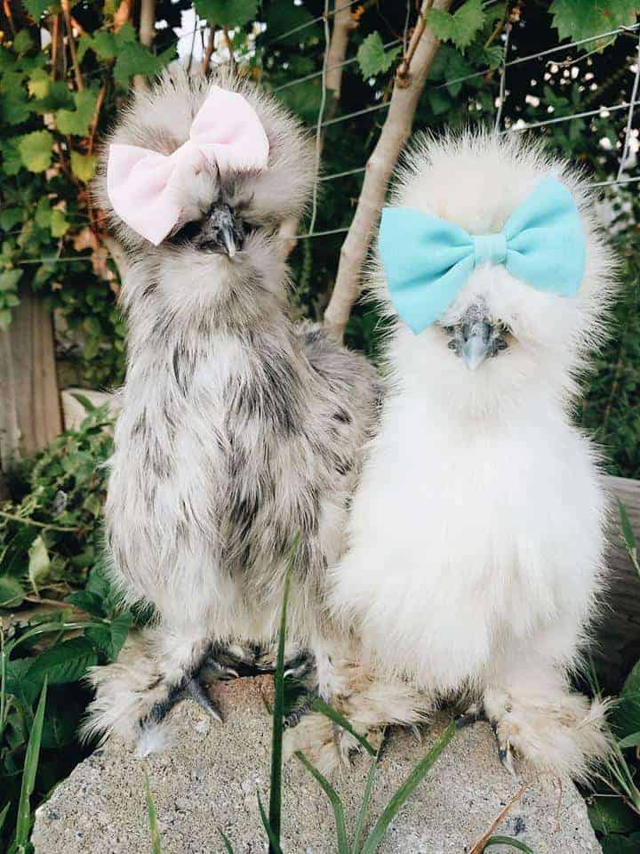 Silkies With Bows Chickens As Pets Pampered Chicken Mama Raising 