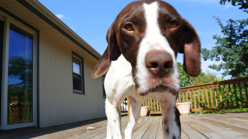 Staying Happy At Kansas City 39 s Best Pet Grooming Salon