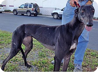 Tampa FL Greyhound Meet Honor A Pet For Adoption 
