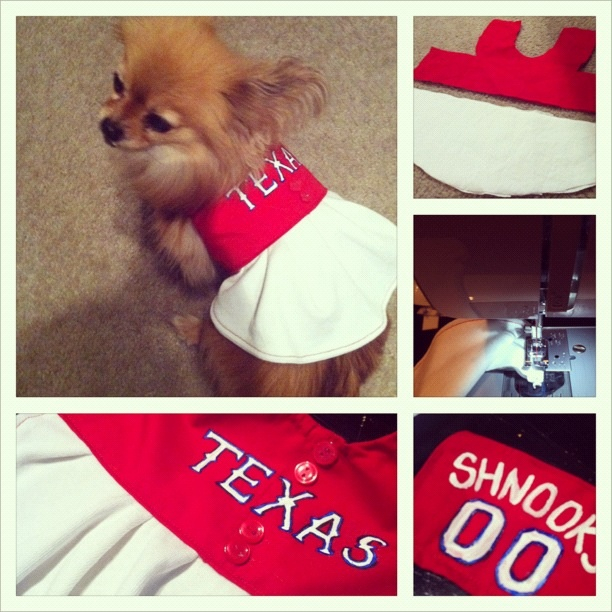 Texas Rangers Dog Dress For My Dog Shnookems Made Especially For The 