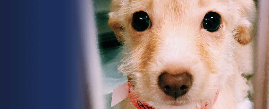 The Lucy Pet Foundation Free Spay And Neuter Mobile Clinic