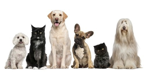 Volusia County 39 s Pet Vet Cruiser Clinic Dates Locations Released For 